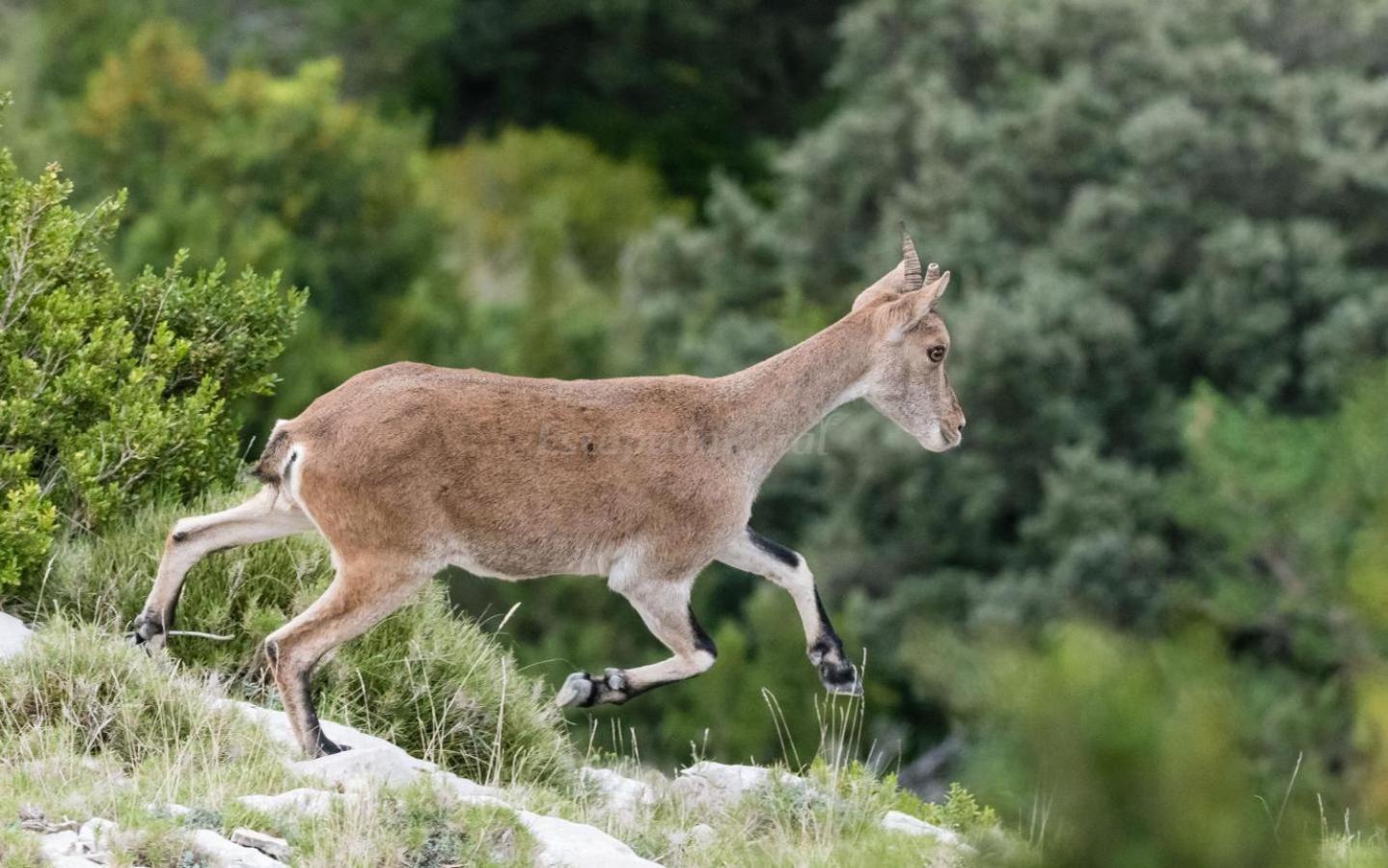 Casa Rural Parc Natural Dels Ports Alfara de Carles Dış mekan fotoğraf